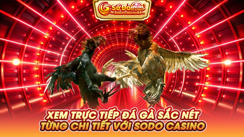 Xem trực tiếp đá gà sắc nét từng chi tiết với SODO Casino